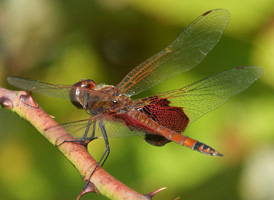 Carolina Saddlebags